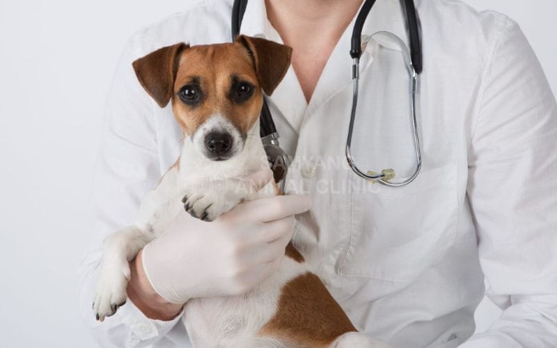 Chó con mới được đưa về nhà lần đầu nên đưa đi khám sức khỏe thường xuyên