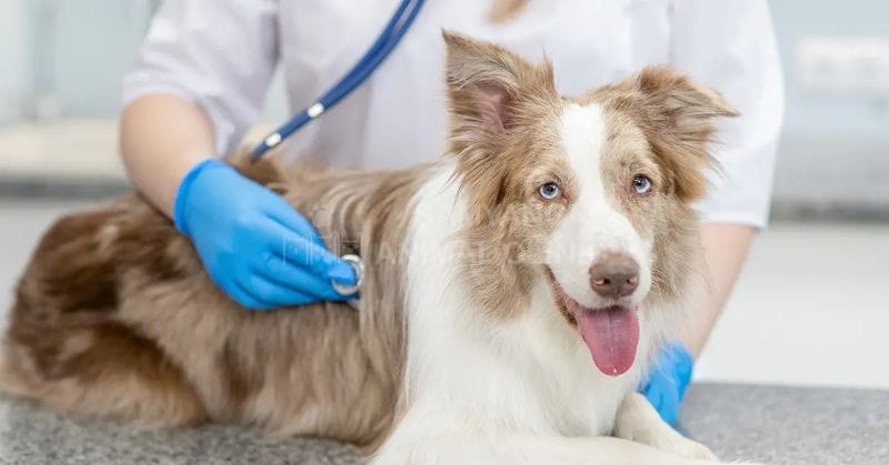 Chó già nên được thăm khám định kỳ 2 lần mỗi năm nhằm sớm phát hiện các dấu hiệu bệnh nghiêm trọng