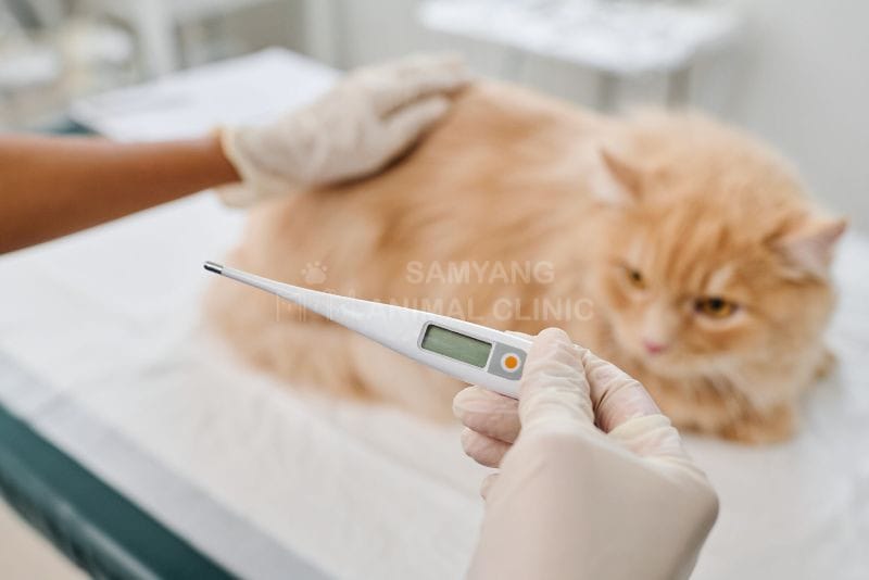 Dùng nhiệt kế và đo nhiệt độ ở trực tràng cho mèo là chính xác nhất