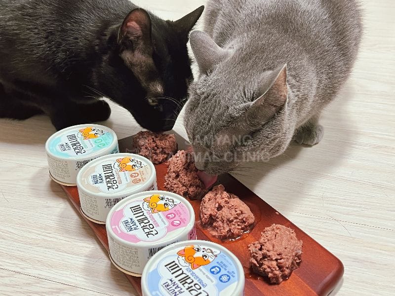 Có thể sử dụng thức ăn ướt thay thế cho thức ăn khô và chứa thành phần hỗ trợ điều trị tiết niệu như thức ăn Nutri Plan