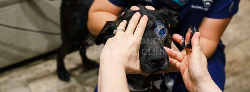 Chưa có phương pháp điều trị hiệu quả cho tình trạng thoái hóa võng mạc ở chó