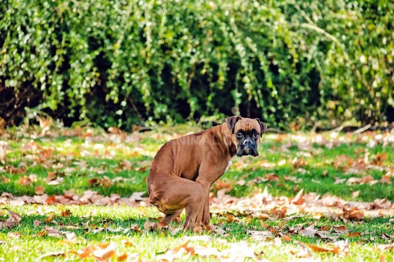 Sau 24 giờ đến 36 giờ mà bạn phát hiện chó không đi vệ sinh cần theo dõi để đưa chó đi gặp bác sĩ thú y