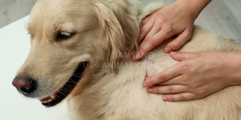 U nang thường có cục tròn