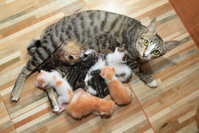 Chẩn đoán mèo bị viêm tuyến sữa