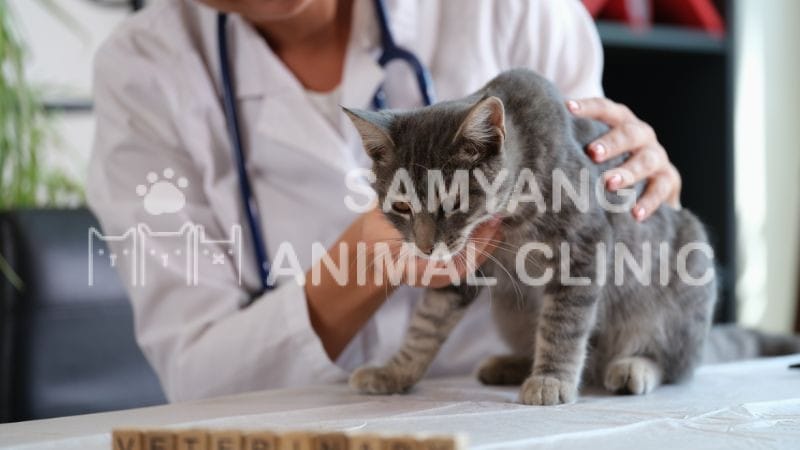 Khuyến khích sử dụng lợi khuẩn kép Biomix hoặc Biofirst cho mèo có hệ tiêu hóa kém