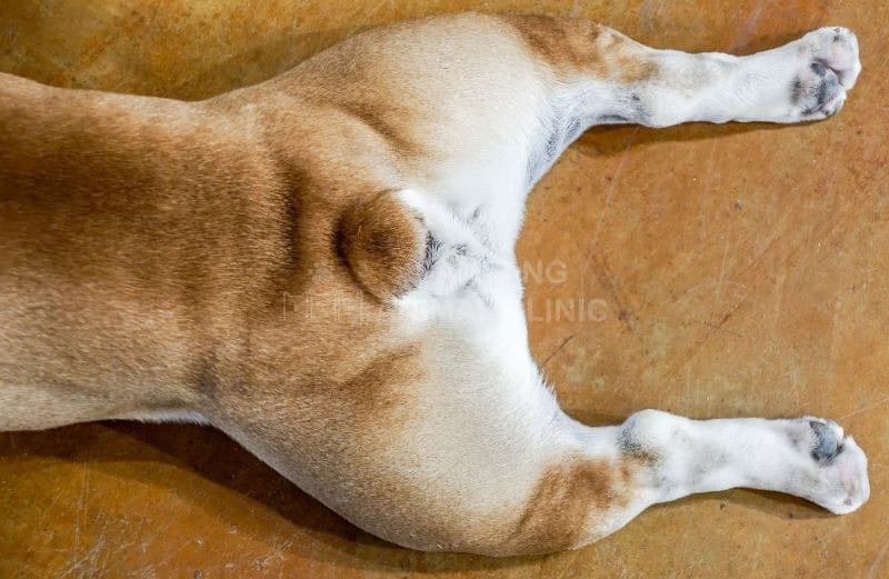 Để làm sạch tuyến hậu môn cho chó, bạn cần chuẩn bị một số dụng cụ