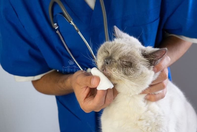 Bệnh viện thú y Samyang là địa chỉ uy tín với đội ngũ y bác sĩ trên 10 năm kinh nghiệm giúp chăm sóc các tình trạng bệnh phổ biến ở mèo