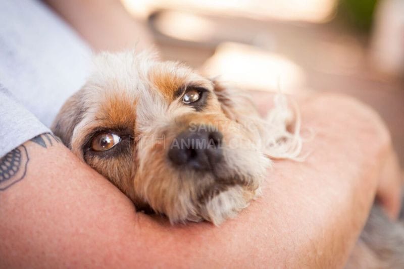 Căng thẳng và lo lắng cũng có thể là nguyên nhân khiến chó bị run rẩy