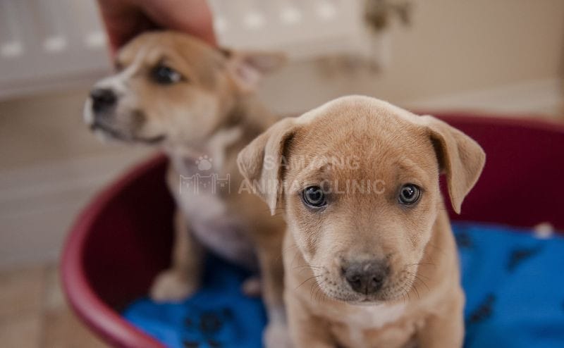 Parvo là một loại virus Parvovirus ở chó gây ra