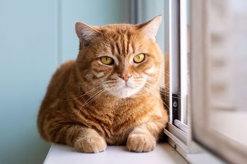 Mèo có thể bị viêm phổi do vi khuẩn, vi rút, nấm hoặc ký sinh trùng