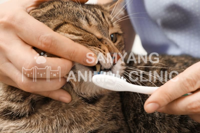 Cho mèo làm quen với bàn chải đánh răng và kem đánh răng phù hợp với mèo