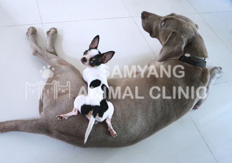 Cần kết hợp dinh dưỡng, vận động, chăm sóc để bất kể giống chó nào cũng có thể sống lâu hơn