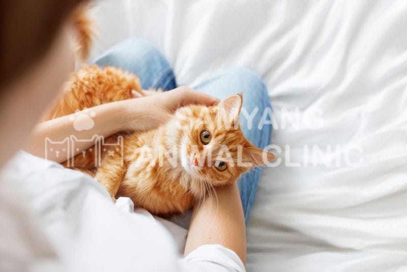 Động kinh ở mèo có thể do nội sọ hoặc ngoại sọ, hoặc có thể do tự phát