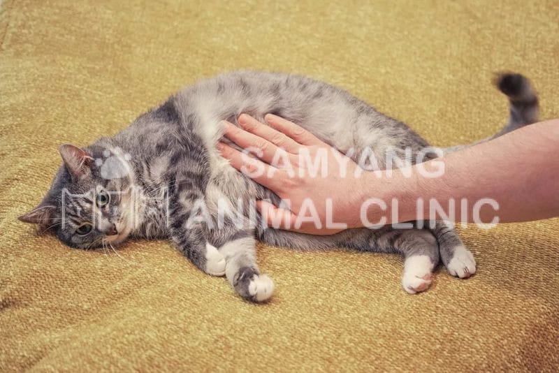 Mèo có dấu hiệu động kinh như co giật, duỗi thẳng, mất ý thức,...