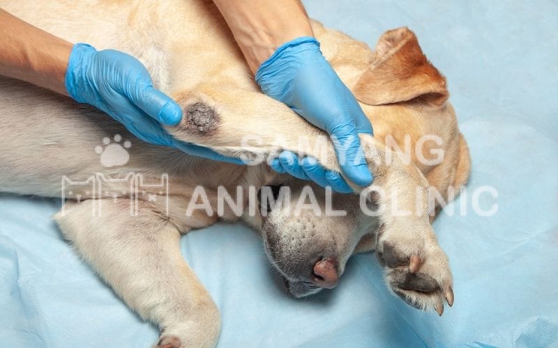 Sự bất thường ở khuỷu chân trước của chó cho thấy dấu hiệu khả năng chó bị loạn sản khuỷu chân