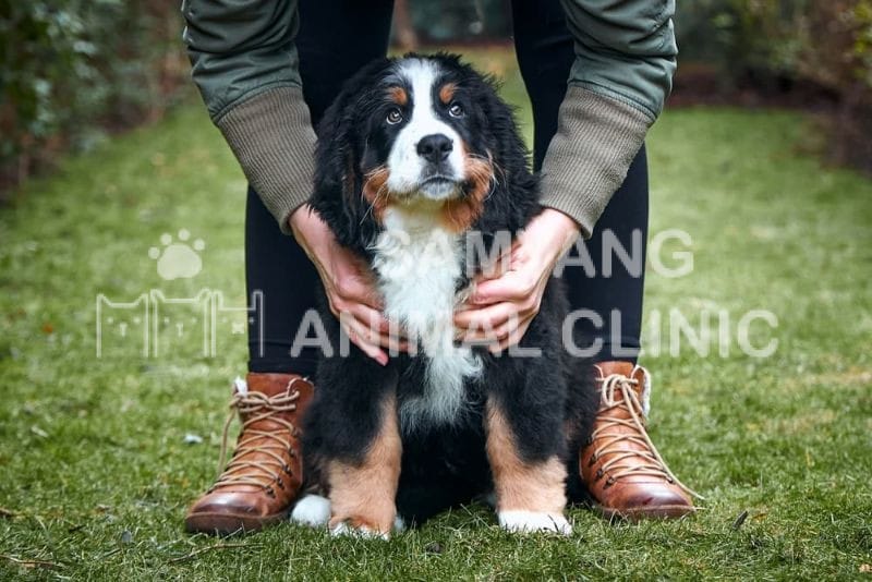 Để phòng ngừa loạn sản xương khớp ở chó, cần bổ sung dinh dưỡng phù hợp