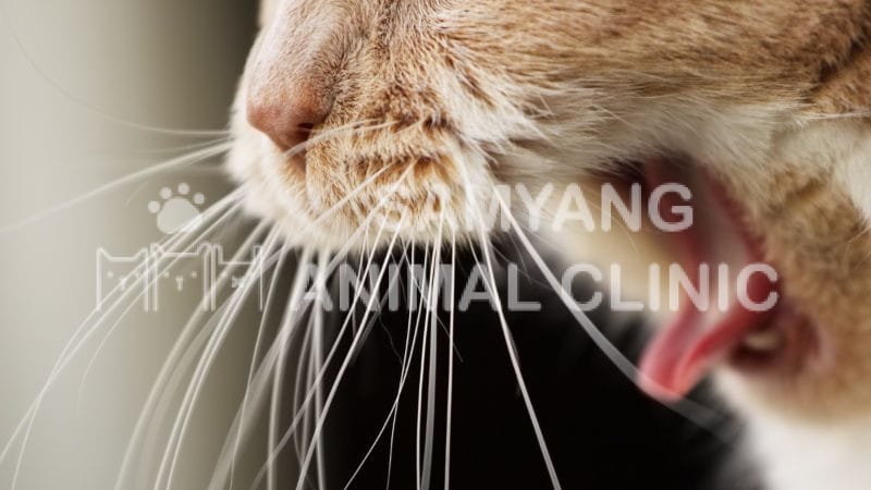 Mèo nghẹn còn do vấn đề đường tiêu hóa và vấn đề khác