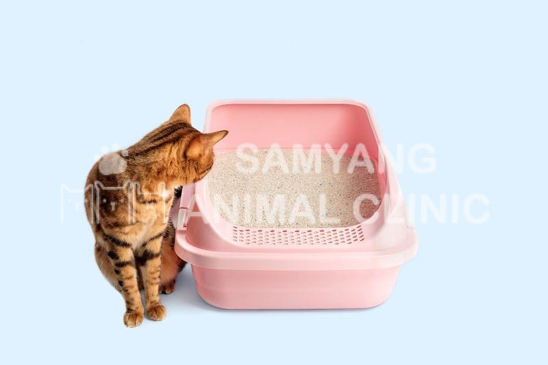 Có nhiều nguyên nhân khiến mèo không sử dụng khay vệ sinh và đi vệ sinh không đúng chỗ