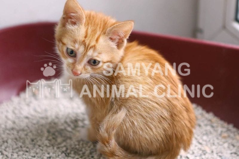Nếu nhận thấy mèo có dấu hiệu bất thường về sức khỏe, cần được thăm khám bác sĩ ngay