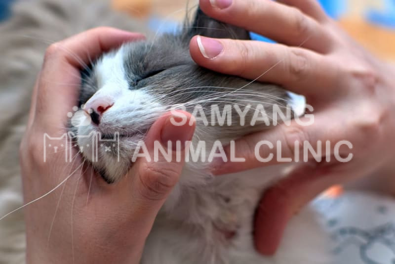 Thức ăn đóng vai trò quan trọng có ảnh hưởng đến viêm da dị ứng ở mèo