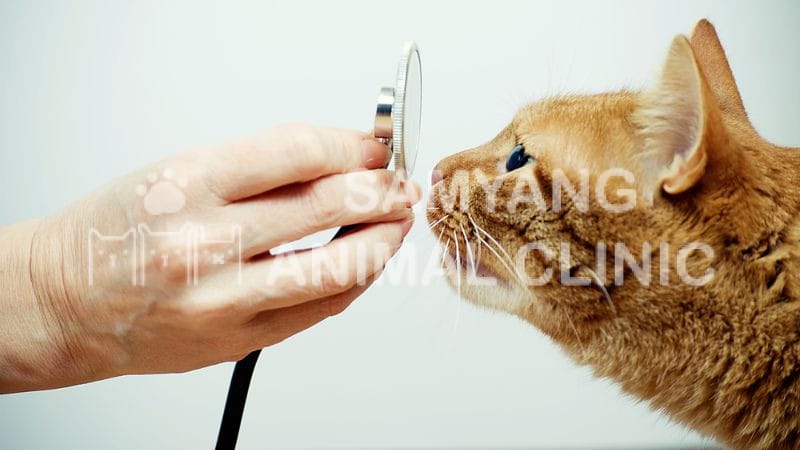 Bác sĩ thú y sẽ cần xét nghiệm máu, phân, chụp X-quang cùng các xét nghiệm chuyên sâu khác để chẩn đoán bệnh Toxoplasmosis ở mèo