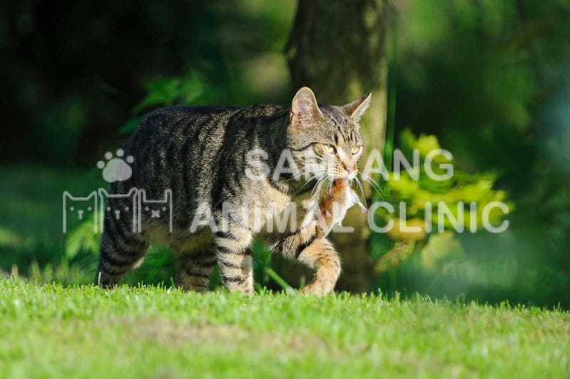 Nhóm mèo con, mèo già hoặc mèo có hệ miễn dịch suy giảm sẽ có nguy cơ cao mắc Toxoplasmosis