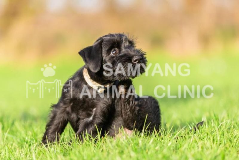 Các vùng nông thôn, núi rừng cùng khí hậu ôn đới Việt Nam rất dễ khiến chó mắc bệnh do ve gây ra