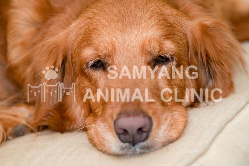 Kiểm tra lông chó, tiêm vắc xin (nếu có) và giữ môi trường sạch sẽ để bảo vệ chó không bị ve tấn công