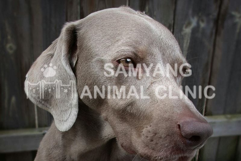 Chưa có nghiên cứu khoa học nào chứng minh chó khóc vì buồn
