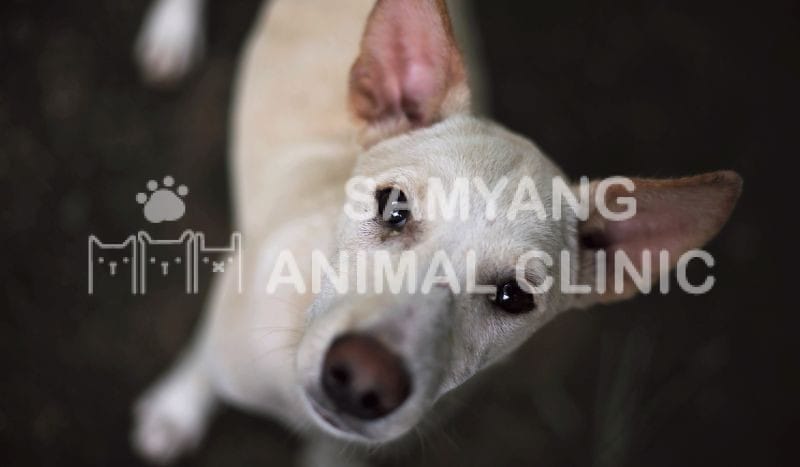 Mắt của chó có dị vật hoặc bệnh lý cũng khiến chúng bị chảy nước mắt