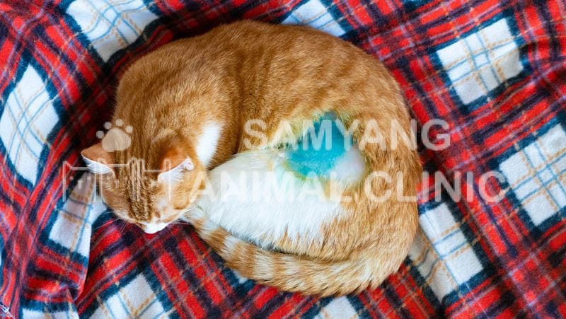 Triệt sản mèo là thủ thuật loại bỏ khả năng sinh sản của mèo