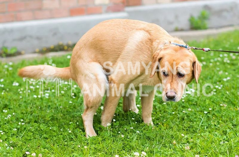 Chú ý các dấu hiệu đi kèm như nôn mửa, tiêu chảy, mệt mỏi ở chó