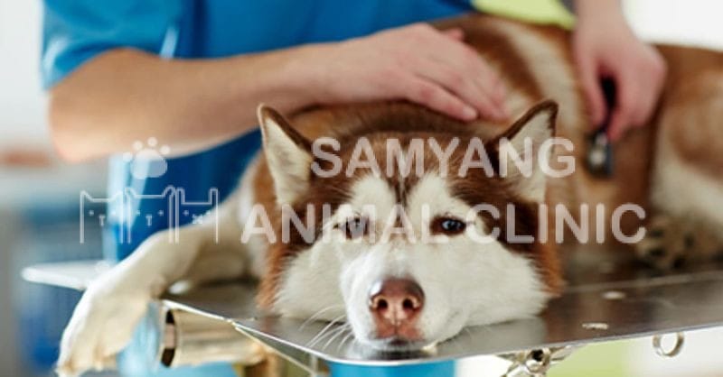 Bệnh Care là một bệnh truyền nhiễm, có thể gây tử vong cho chó nếu không được điều trị kịp thời