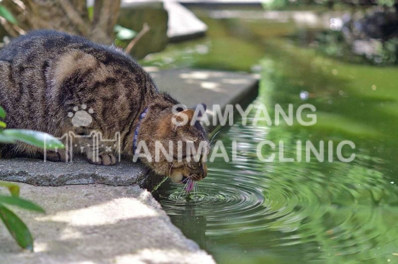 Bệnh Giardia ở mèo khiến chúng bị tiêu chảy, mệt mỏi, suy nhược và nhiều vấn đề khác