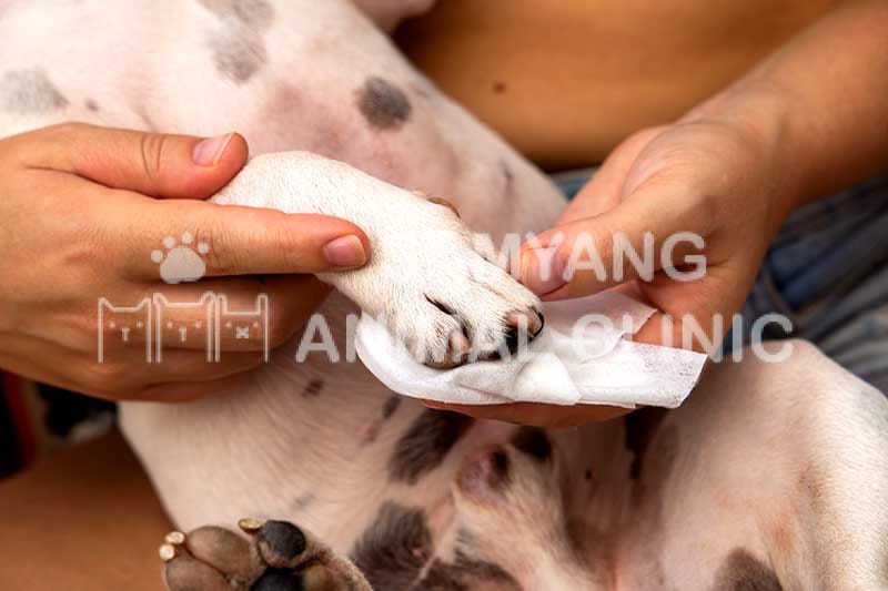 Kiểm tra kỹ kẽ ngón và vệ sinh sạch sẽ để bàn chân chó không bị tổn thương
