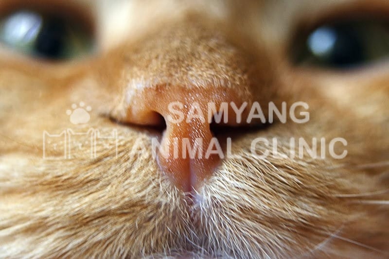 Không phải lúc nào mũi mèo khô cũng đáng lo nhưng luôn chú ý đến trạng thái bất thường