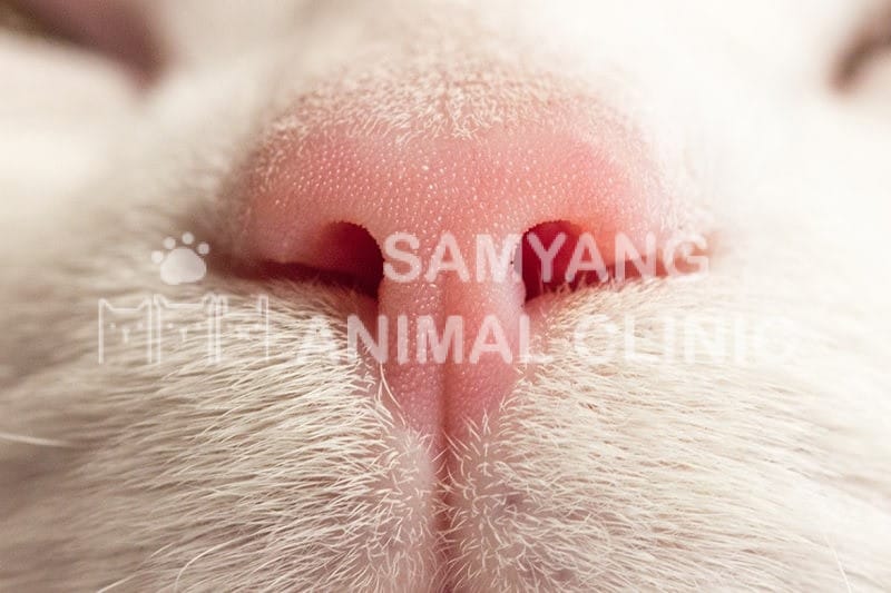 Cần đặc biệt chú ý nếu mũi mèo khô và nóng hơn bình thường