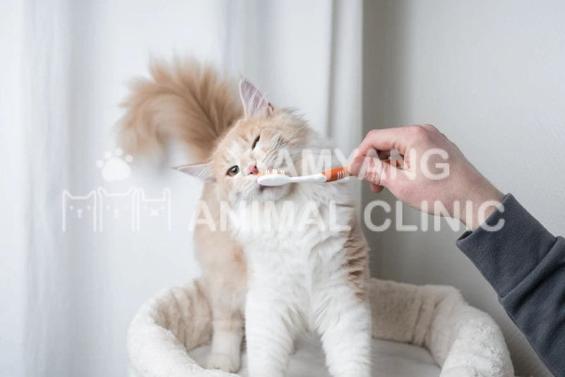 Răng miệng không được chăm sóc có thể khiến mèo bị viêm, nhiễm trùng gây đau đớn và cản trở ăn uống