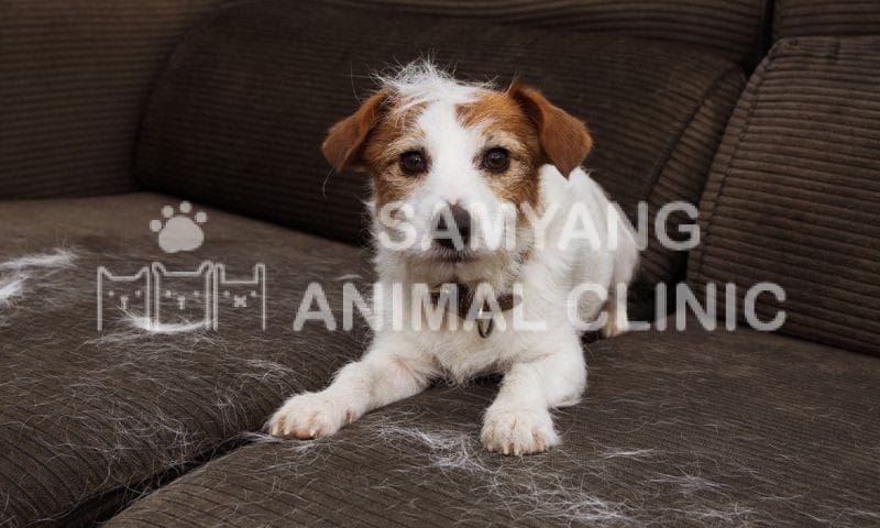 Chăm sóc lông cho chó con với sữa tắm, dinh dưỡng phù hợp