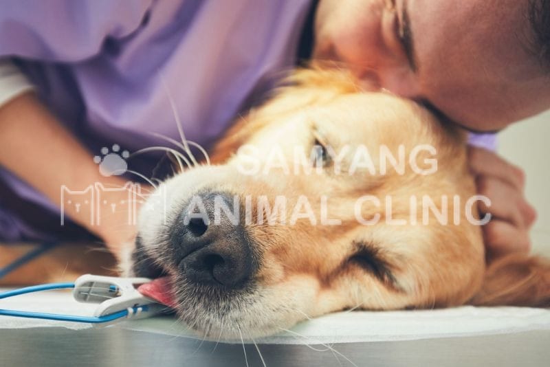 An tử cho chó mèo là quyết định khó khăn nhưng mang tính nhân đạo của người chủ