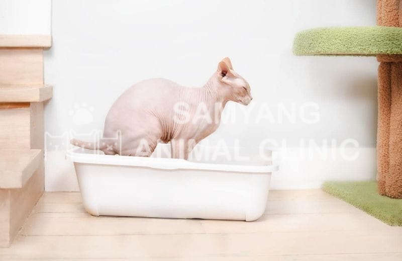 Mèo trưởng thành khỏe mạnh có tần suất đi tiêu trung bình 1-2 lần mỗi ngày