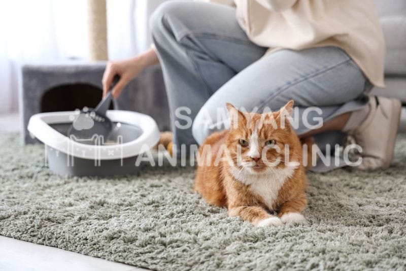 Mèo táo bón, phân khô cứng hơn bình thường cần được đưa đi thăm khám bác sĩ thú y