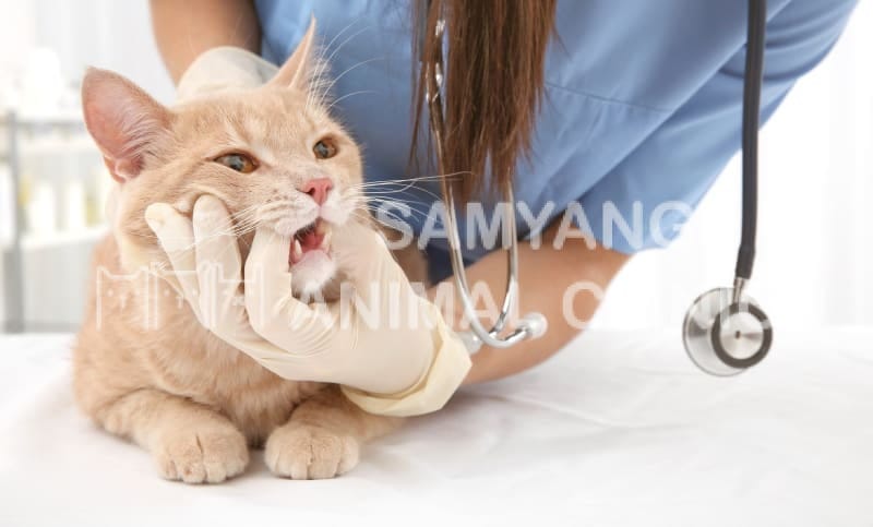 Mèo rất dễ bị viêm nha chu và là nguyên nhân hàng đầu khiến chúng cần phải được nhổ bỏ răng