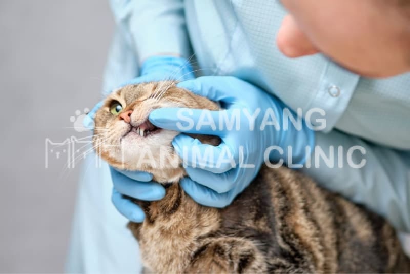Chăm sóc răng cho mèo định kỳ bởi bác sĩ thú y là biện pháp hiệu quả để hạn chế nhổ bỏ răng mèo