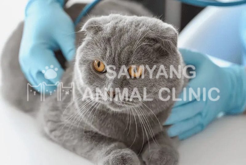 Tim mạch của mèo cũng quan trọng giống như đối với con người, có nhiệm vụ bơm máu và cung cấp oxy cho cơ thể