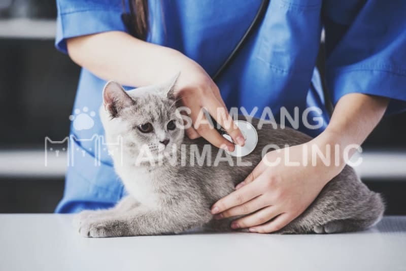Kiểm tra sức khỏe định kỳ giúp phát hiện sớm các bất thường về tim mạch ở mèo